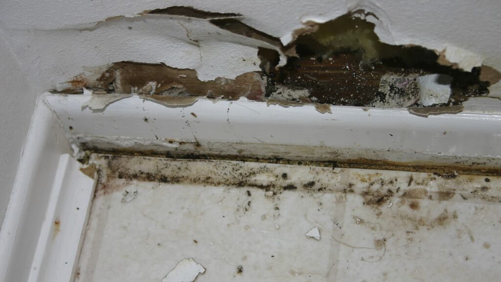 Close up of moldy floor as a result of water damage in nearby sheetrock wall