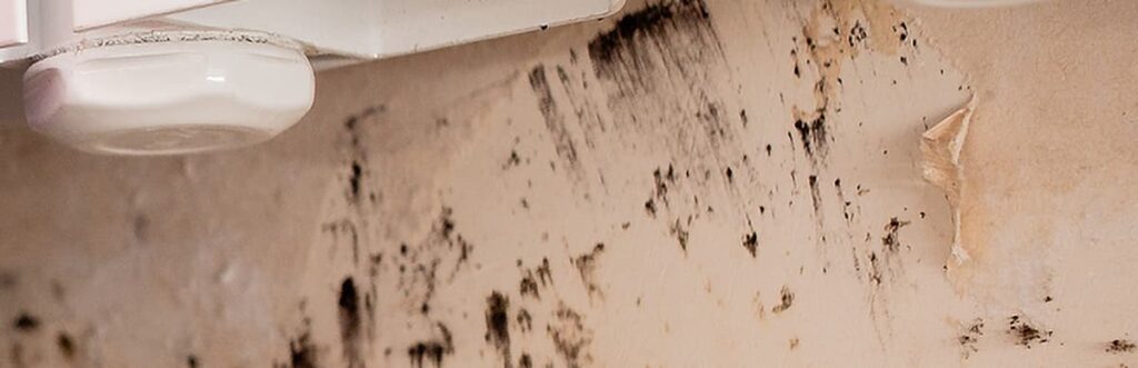 Close up image of black mold appearing on a wall