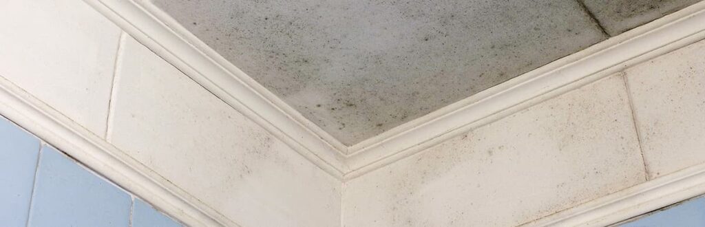 A photograph of ceiling tiles with mold buildup