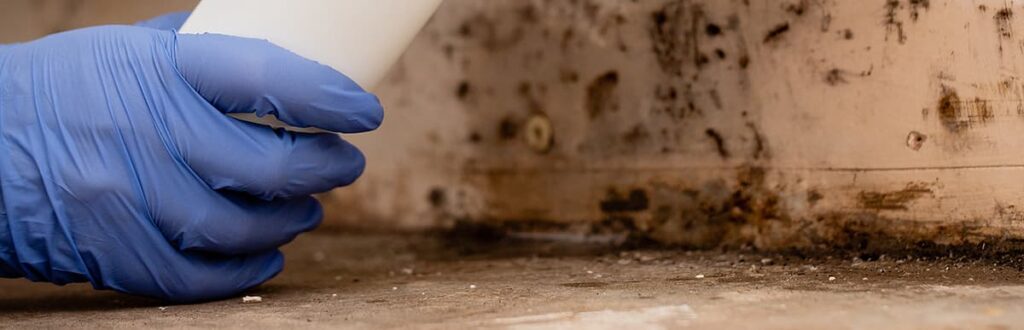 A gloved hand near a wall with cladosporium mold on it