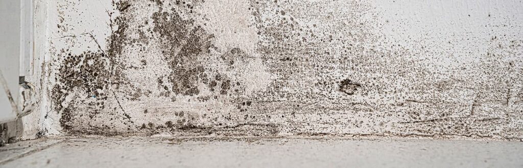 Fungus growing on a white interior wall