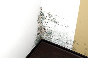 Black mold in the wall