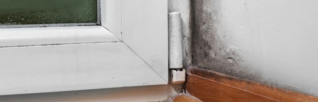 Black mold growing on a white wall.