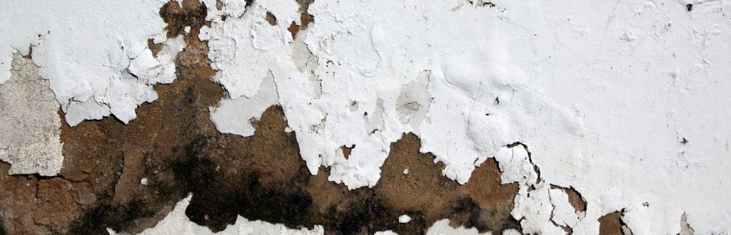 Brown wall with cracked and bubbling white paint and dark patches of mold or fungus.