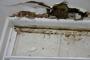 Image of a kitchen floor with mold damage on and near the drywall