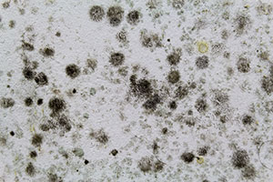 Mold Survey